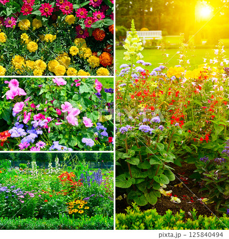 Set landscapes of beautiful summer flower beds with bright flowers and fresh green leaves Set landscapes of beautiful summer flower beds with bright flowers and fresh green leaves 125840494