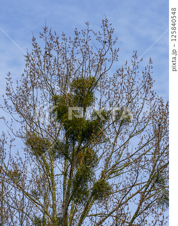 European mistletoe in nature, common mistletoe parasitizes on birch tree branches European mistletoe in nature, common mistletoe parasitizes on birch tree branches 125840548