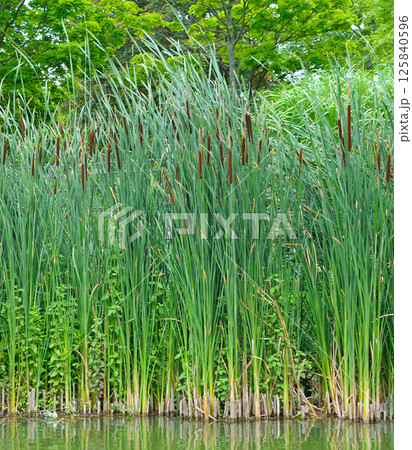 Reeds, cattails and reeds near a pond in a green park. 125840596