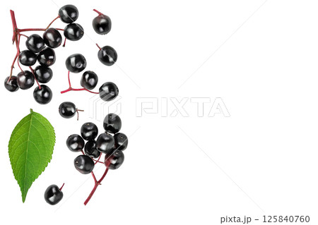 Ripe black elderberry or elder isolated on a white background. Sambucus. Top view with copy space for your text. . Flat lay Ripe black elderberry or elder isolated on a white background. Sambucus. Top view with copy space for your text. . Flat lay 125840760