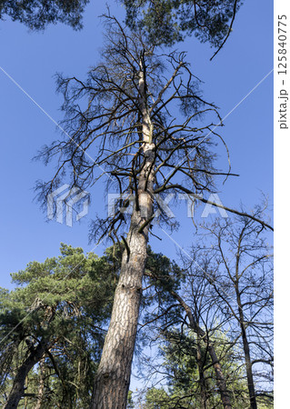 pine tree, bottom up view, against blue sky 125840775