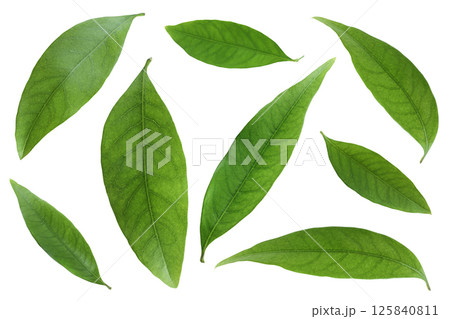 Green lychee leaf isolated on a white background 125840811