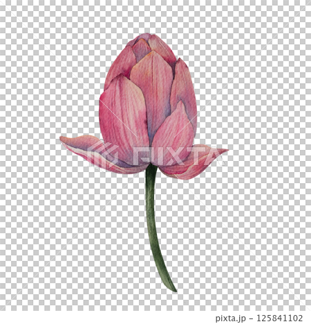 Hand drawn lotus flower buds in watercolor style. Tropical flower of waterlily. botanical illustration for packaging, wedding decor, textile, branding, spa product, floral Zen design Hand drawn lotus flower buds in watercolor style. Tropical flower of waterlily. botanical illustration for packaging, wedding decor, textile, branding, spa product, floral Zen design 125841102