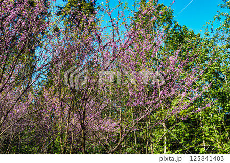 Eastern Redbud Tree or Cercis canadensis blossoming in the World Forest, Weltwald in Freising near Munich, Germany. Eastern Redbud Tree or Cercis canadensis blossoming in the World Forest, Weltwald in Freising near Munich, Germany. 125841403