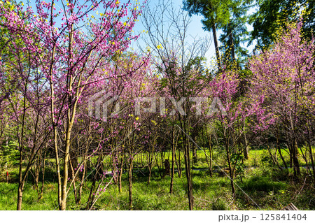 Eastern Redbud Tree or Cercis canadensis blossoming in the World Forest, Weltwald in Freising near Munich, Germany. 125841404