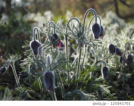 朝日に輝くオキナグサの白い毛（20250426061820） 125841701