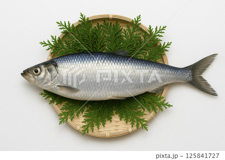 笊に採れたてのニシン にしん 鰊 笊に採れたてのニシン にしん 鰊 125841727