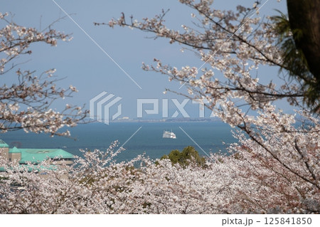 満開の桜の先に青空と観光船の浮かぶ琵琶湖と対岸の街の見える風景 125841850
