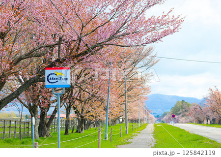 二十間道路と桜 125842119