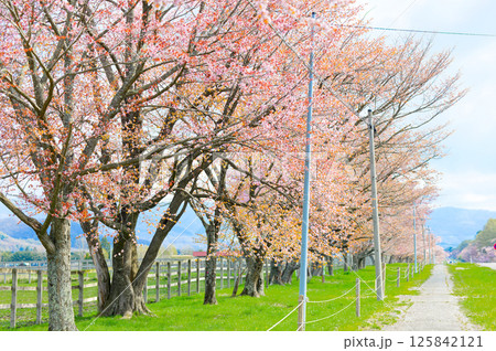 二十間道路と桜 二十間道路と桜 125842121