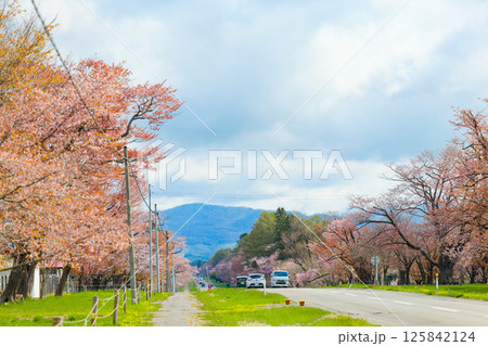 二十間道路と桜 二十間道路と桜 125842124