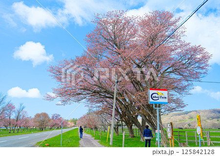 二十間道路と桜 二十間道路と桜 125842128