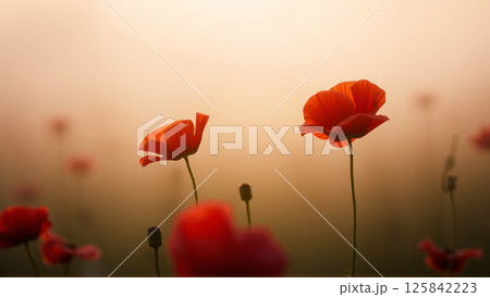 Red poppies growing in the field in summer 125842223