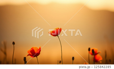 Red poppies growing in the field in summer 125842285