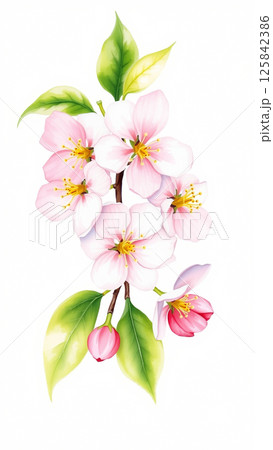 A branch of a blossoming apple tree is painted with watercolors on a white background A branch of a blossoming apple tree is painted with watercolors on a white background 125842386