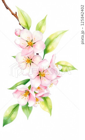 A branch of a blossoming apple tree is painted with watercolors on a white background A branch of a blossoming apple tree is painted with watercolors on a white background 125842402