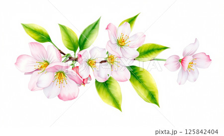 A branch of a blossoming apple tree is painted with watercolors on a white background A branch of a blossoming apple tree is painted with watercolors on a white background 125842404