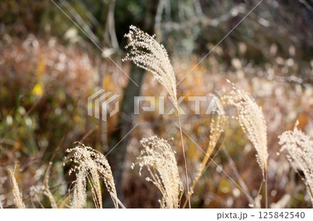輝 ススキ花穂 輝 ススキ花穂 125842540