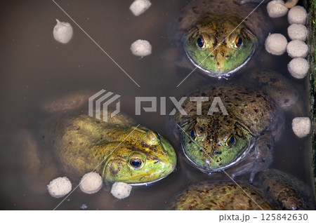 Top view of a group of giant African bullfrog. Wild animal concept Top view of a group of giant African bullfrog. Wild animal concept 125842630