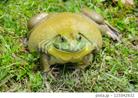 Straight view of giant African bullfrog Straight view of giant African bullfrog 125842632