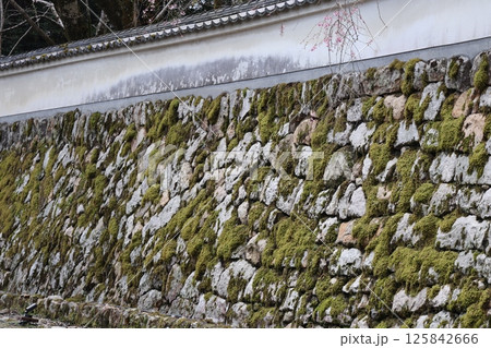 緑の苔の生えた石垣のある風景 緑の苔の生えた石垣のある風景 125842666