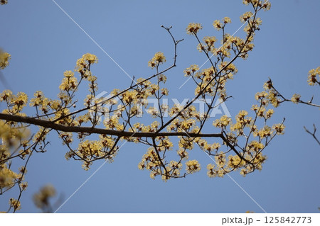 青空をバックに黄色い花のサンシュユの咲く樹の枝の風景 青空をバックに黄色い花のサンシュユの咲く樹の枝の風景 125842773
