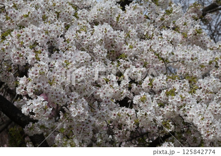 満開の天城吉野という桜の樹の風景 125842774