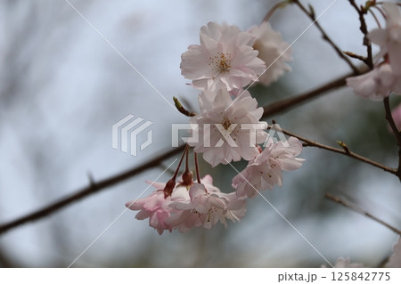 ピンクの花びらの舞姫というの桜の花の咲く樹の枝のアップの風景 ピンクの花びらの舞姫というの桜の花の咲く樹の枝のアップの風景 125842775