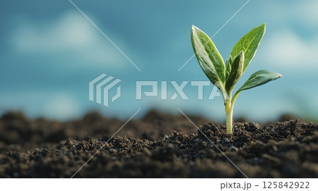 Green sprout growing in soil with blurred blue sky background in close up view Green sprout growing in soil with blurred blue sky background in close up view 125842922