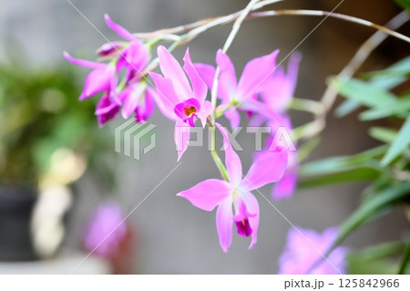 ランの花 レリア ランの花 レリア 125842966