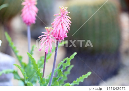 ベルセイミア カペンシスの花 ベルセイミア カペンシスの花 125842971