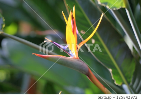 極楽鳥花の花 125842972