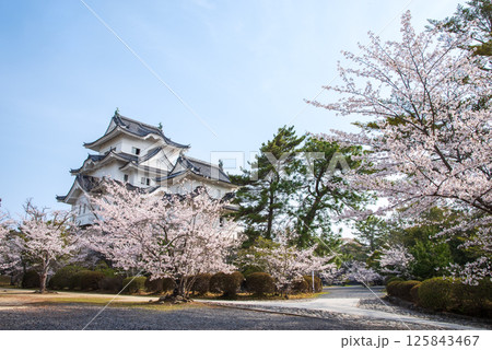桜咲く伊賀上野城(三重県伊賀市上野公園) 桜咲く伊賀上野城(三重県伊賀市上野公園) 125843467