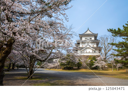 桜咲く伊賀上野城（三重県伊賀市上野公園） 125843471
