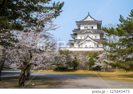 桜咲く伊賀上野城（三重県伊賀市上野公園） 125843473