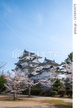 桜咲く伊賀上野城(三重県伊賀市上野公園) 桜咲く伊賀上野城(三重県伊賀市上野公園) 125843475