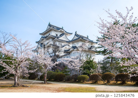 桜咲く伊賀上野城（三重県伊賀市上野公園） 125843476