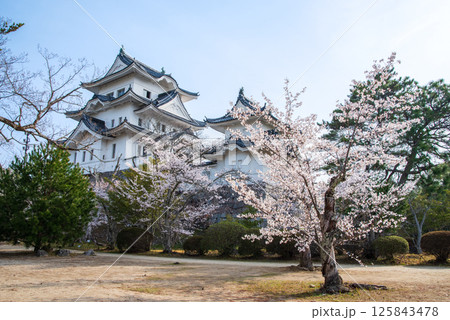 桜咲く伊賀上野城(三重県伊賀市上野公園) 桜咲く伊賀上野城(三重県伊賀市上野公園) 125843478