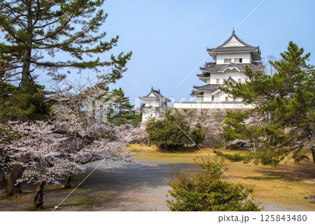 桜咲く伊賀上野城（三重県伊賀市上野公園） 125843480