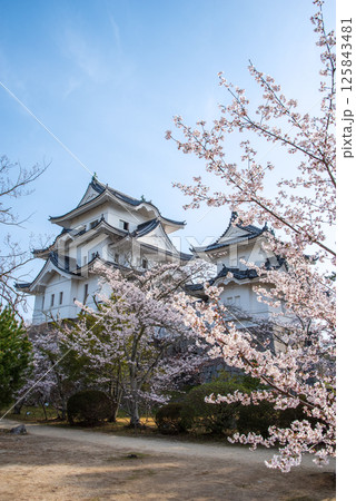 桜咲く伊賀上野城(三重県伊賀市上野公園) 桜咲く伊賀上野城(三重県伊賀市上野公園) 125843481