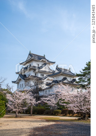 桜咲く伊賀上野城（三重県伊賀市上野公園） 125843485