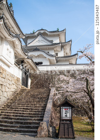 桜咲く伊賀上野城(三重県伊賀市上野公園) 桜咲く伊賀上野城(三重県伊賀市上野公園) 125843487