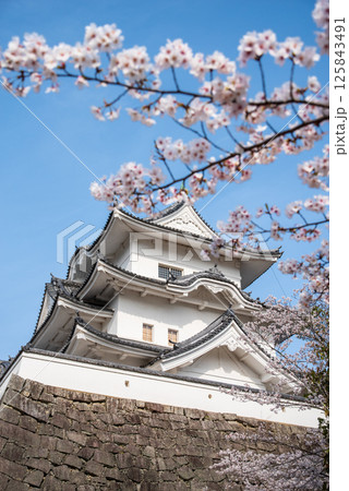 桜咲く伊賀上野城(三重県伊賀市上野公園) 桜咲く伊賀上野城(三重県伊賀市上野公園) 125843491