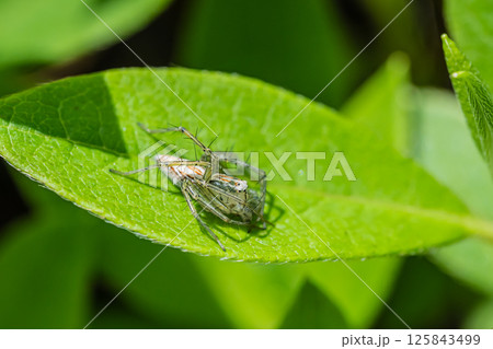 ササグモ 125843499