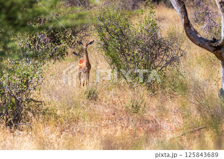 Gerenuk gazelle in Samburu national reserve 125843689