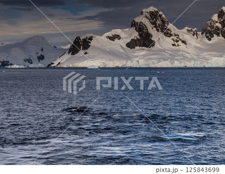 Antarctic landscape with diving humpback whales 125843699