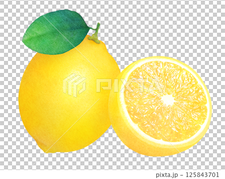 Fresh lemon and leaves hand-drawn illustration_Watercolor_Whole and sliced lemon_Citrus fruits 125843701