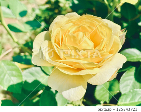 黄色いバラ 125843723