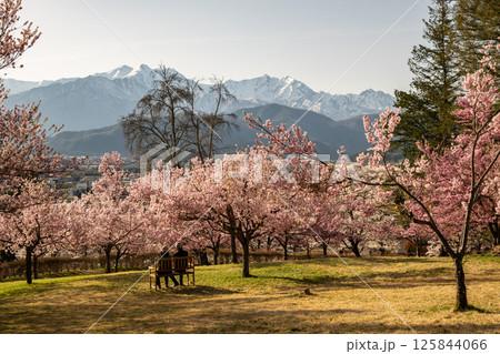 満開の桜の花　春景色　長野県 125844066