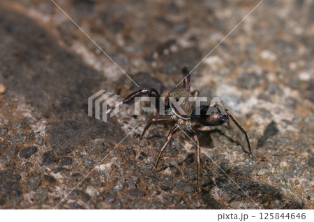 生き物　蜘蛛　アオオビハエトリ、オスです。頭胸部側面に青と赤のライン、腹部には青灰色の帯 125844646